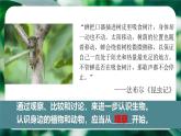 初中  生物  人教版（2024）  七年级上册第一节 观察周边环境中的生物 课件