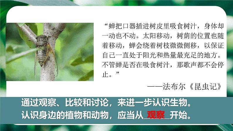 初中  生物  人教版（2024）  七年级上册第一节 观察周边环境中的生物 课件第4页