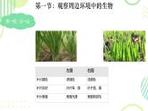 初中  生物  人教版（2024）  七年级上册第一节 观察周边环境中的生物 课件