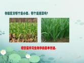 初中  生物  人教版（2024）  七年级上册第一节 观察周边环境中的生物 课件