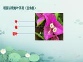 初中  生物  人教版（2024）  七年级上册第一节 观察周边环境中的生物 课件