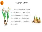 初中  生物  人教版（2024）  七年级上册第一节 观察周边环境中的生物 课件
