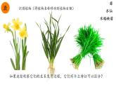 初中  生物  人教版（2024）  七年级上册第一节 观察周边环境中的生物 课件