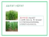 初中  生物  人教版（2024）  七年级上册第一节 观察周边环境中的生物 课件
