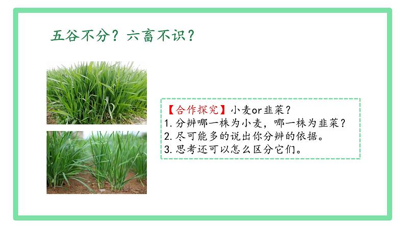 初中  生物  人教版（2024）  七年级上册第一节 观察周边环境中的生物 课件第2页