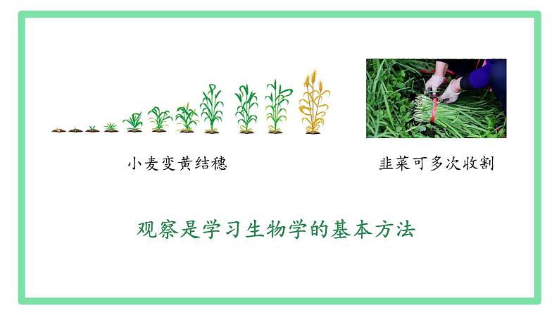 初中  生物  人教版（2024）  七年级上册第一节 观察周边环境中的生物 课件第3页