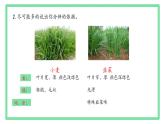 初中  生物  人教版（2024）  七年级上册第一节 观察周边环境中的生物 课件