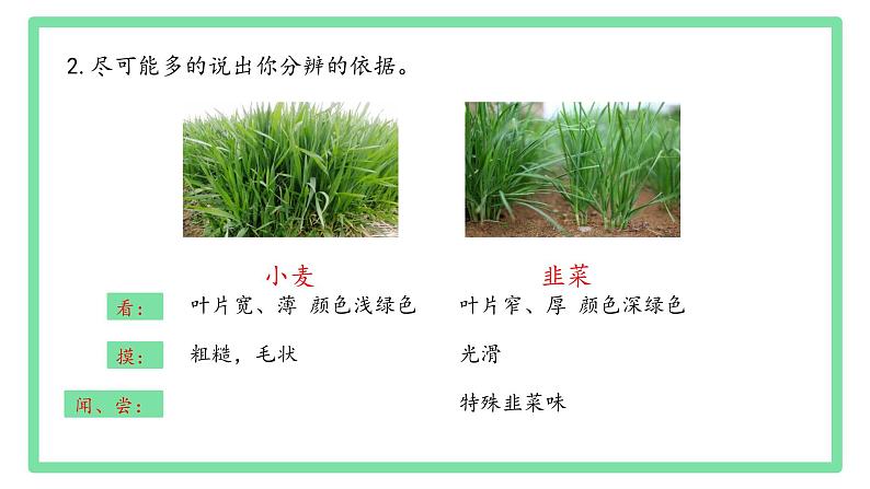 初中  生物  人教版（2024）  七年级上册第一节 观察周边环境中的生物 课件第4页