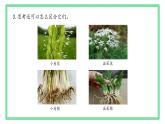 初中  生物  人教版（2024）  七年级上册第一节 观察周边环境中的生物 课件