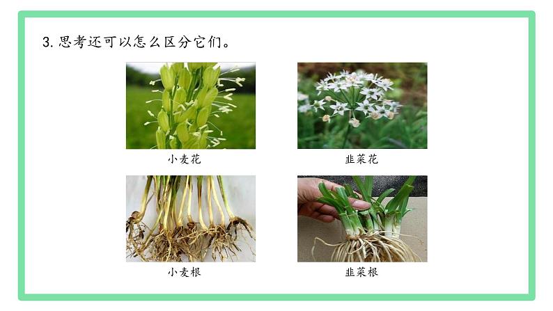 初中  生物  人教版（2024）  七年级上册第一节 观察周边环境中的生物 课件第5页