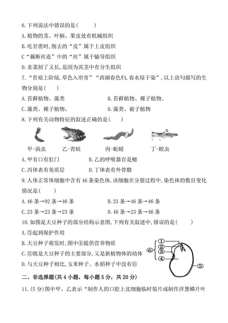 2024～2025学年安徽省亳州市蒙城县七年级(上)期中阶段质量诊断生物试卷(含答案)第2页