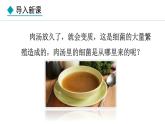 人教版（2024）七年级生物上册2.3.2细菌精品课件