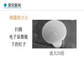 人教版（2024）七年级生物上册2.3.2细菌精品课件