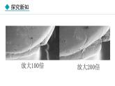 人教版（2024）七年级生物上册2.3.2细菌精品课件