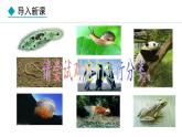人教版（2024）七年级生物上册2.2.1无脊椎动物精品课件
