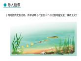 人教版（2024）七年级生物上册1.3.2动物体的结构层次精品课件