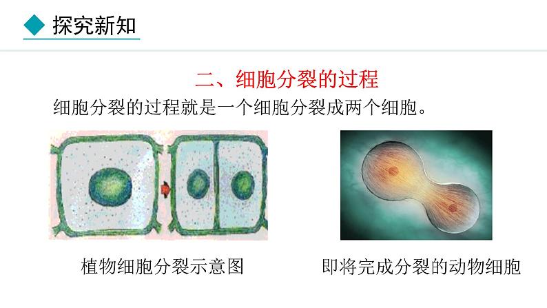 人教版（2024）七年级生物上册1.3.1细胞通过分裂产生新细胞精品课件第7页