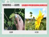 北师大版（2024）七年级生物上册1.1.1形形色色的生物精品ppt课件