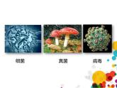 北师大版（2024）七年级生物上册1.1.1形形色色的生物第1课时课件