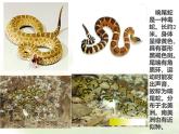 北师大版（2024）七年级生物上册1.1.3生物学研究的基本方法ppt精品课件