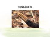 北师大版（2024）七年级生物上册1.1.3生物学研究的基本方法ppt精品课件