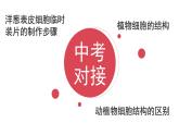 北师大版（2024）七年级生物上册2.2.1细胞的基本结构和功能课件