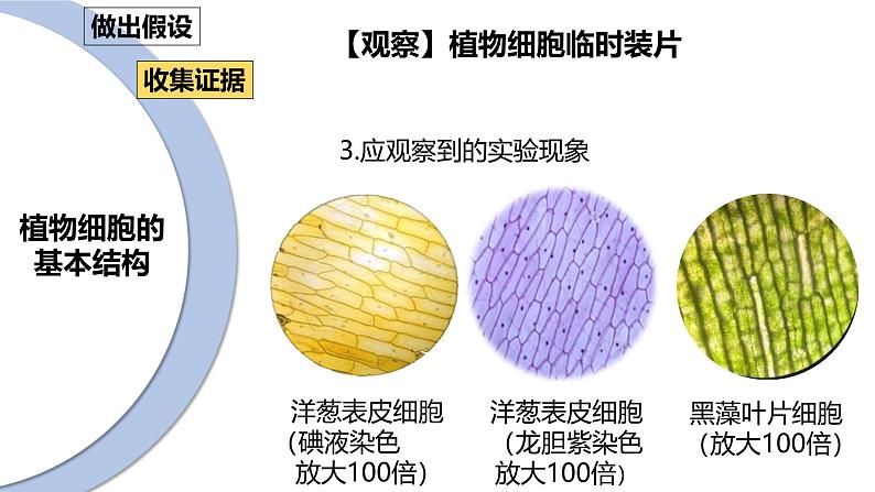 北师大版（2024）七年级生物上册2.2.1细胞的基本结构和功能精品课件第6页