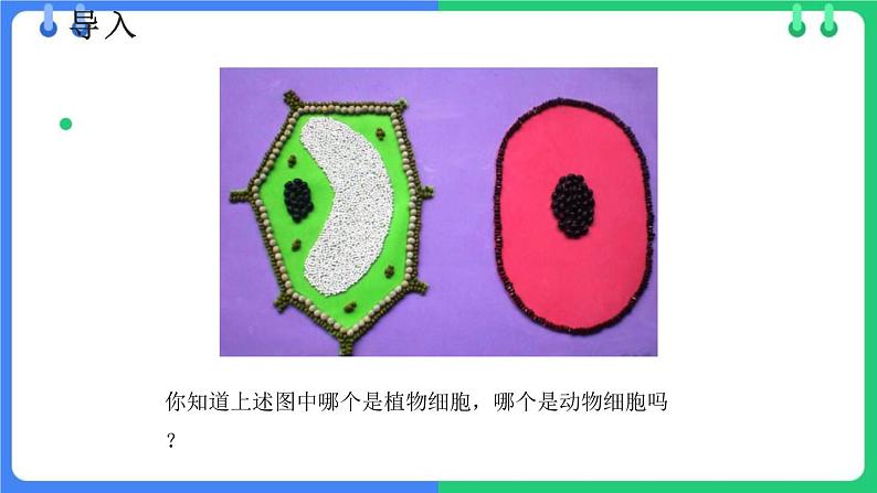 北师大版（2024）七年级生物上册2.2.1细胞的基本结构和功能第2课时课件第3页