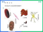 北师大版（2024）七年级生物上册2.2.1细胞的基本结构和功能第2课时课件