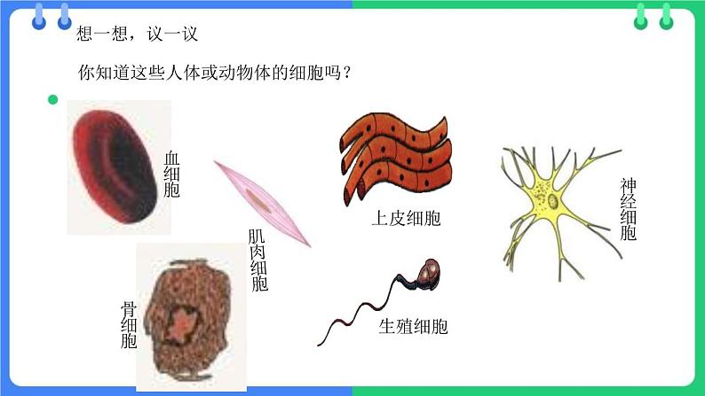 北师大版（2024）七年级生物上册2.2.1细胞的基本结构和功能第2课时课件第4页