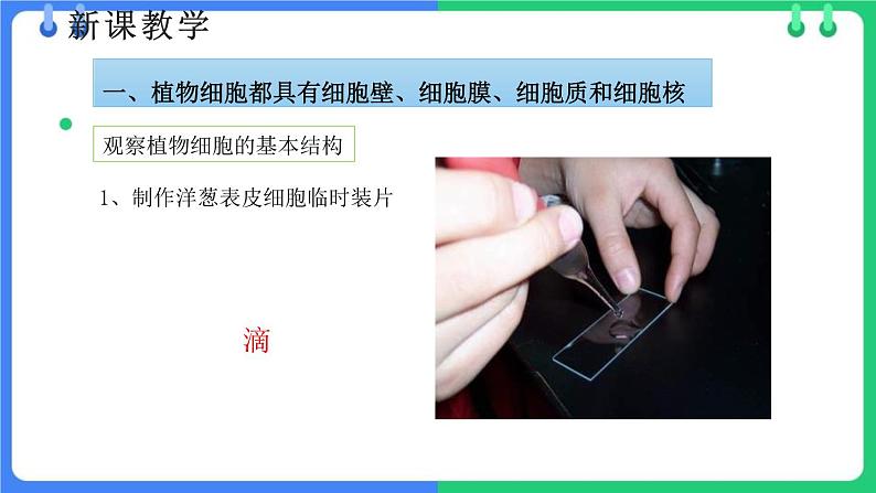 北师大版（2024）七年级生物上册2.2.1细胞的基本结构和功能第2课时课件第5页