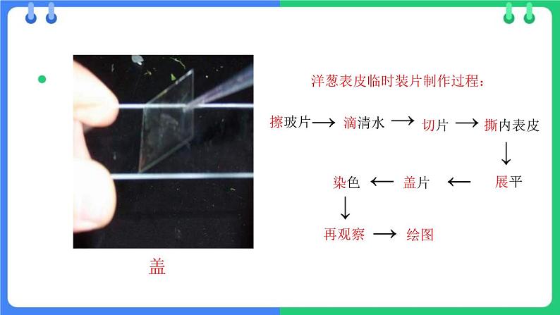 北师大版（2024）七年级生物上册2.2.1细胞的基本结构和功能第2课时课件第7页