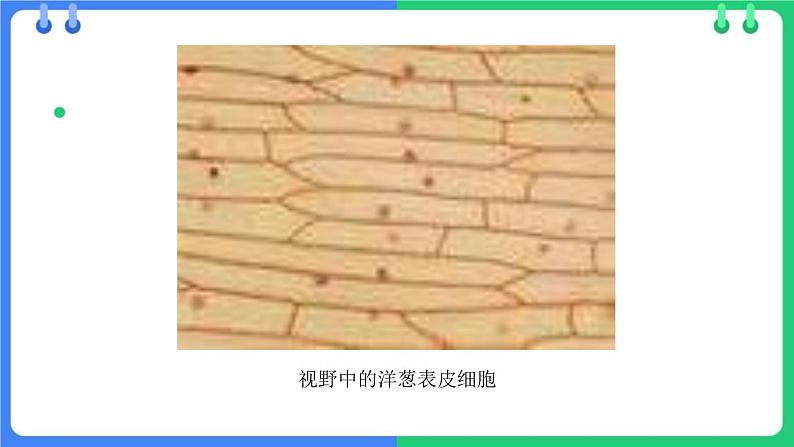 北师大版（2024）七年级生物上册2.2.1细胞的基本结构和功能第2课时课件第8页