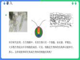 北师大版（2024）七年级生物上册2.2.1细胞的基本结构和功能第1课时课件