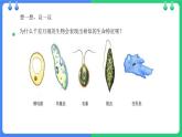 北师大版（2024）七年级生物上册2.2.1细胞的基本结构和功能第1课时课件