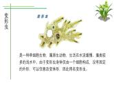 北师大版（2024）七年级生物上册2.2.2细胞是生命活动的单位课件
