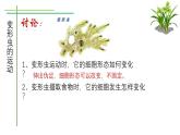 北师大版（2024）七年级生物上册2.2.2细胞是生命活动的单位课件