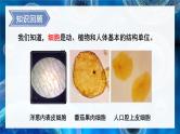 北师大版（2024）七年级生物上册2.2.2细胞是生命活动的单位精品课件