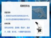 北师大版（2024）七年级生物上册2.2.2细胞是生命活动的单位精品课件