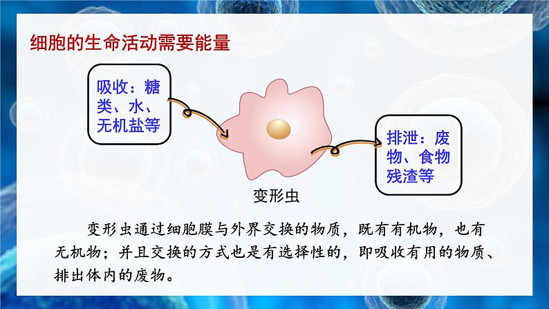 北师大版（2024）七年级生物上册2.2.2细胞是生命活动的单位精品课件第8页