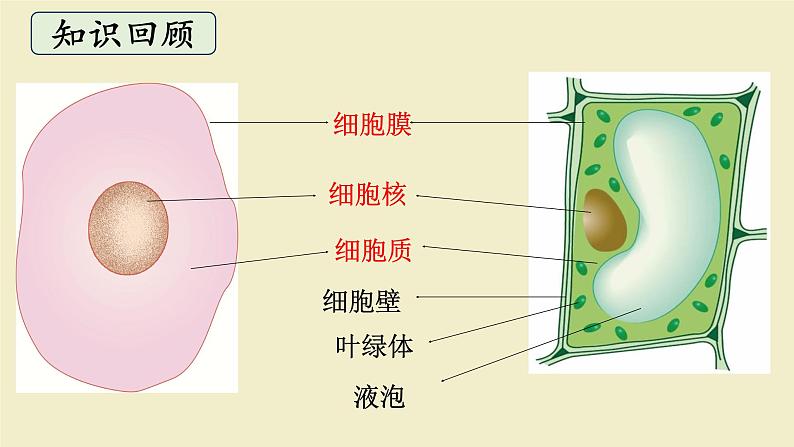 北师大版（2024）七年级生物上册2.2.2细胞是生命活动的单位精品ppt课件第3页