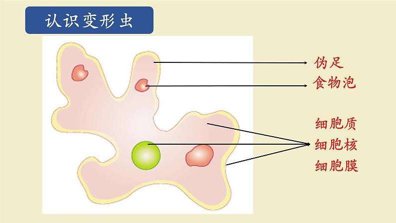 北师大版（2024）七年级生物上册2.2.2细胞是生命活动的单位精品ppt课件第6页