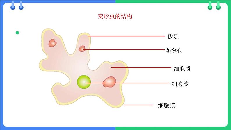 北师大版（2024）七年级生物上册2.2.2细胞是生命活动的单位ppt课件第6页