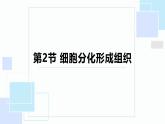 北师大版（2024）七年级生物上册2.3.2细胞分化形成组织精品课件
