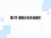 北师大版（2024）七年级生物上册2.3.2细胞分化形成组织精品课件
