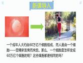 北师大版（2024）七年级生物上册2.3.2细胞分化形成组织精品课件