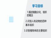 北师大版（2024）七年级生物上册2.3.2细胞分化形成组织精品课件