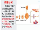 北师大版（2024）七年级生物上册2.3.2细胞分化形成组织精品课件