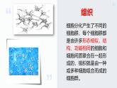 北师大版（2024）七年级生物上册2.3.2细胞分化形成组织精品课件