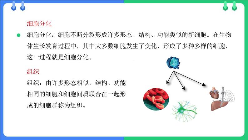 北师大版（2024）七年级生物上册2.3.2细胞分化形成组织精品ppt课件第5页